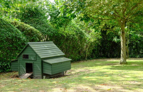 Ep. 152 Chicken Coops Image